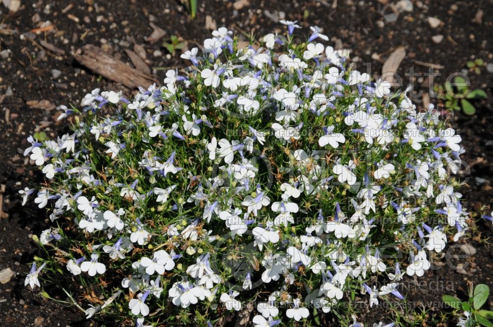 Lobelia Hot Springs White (Cardinal Flower) 1 