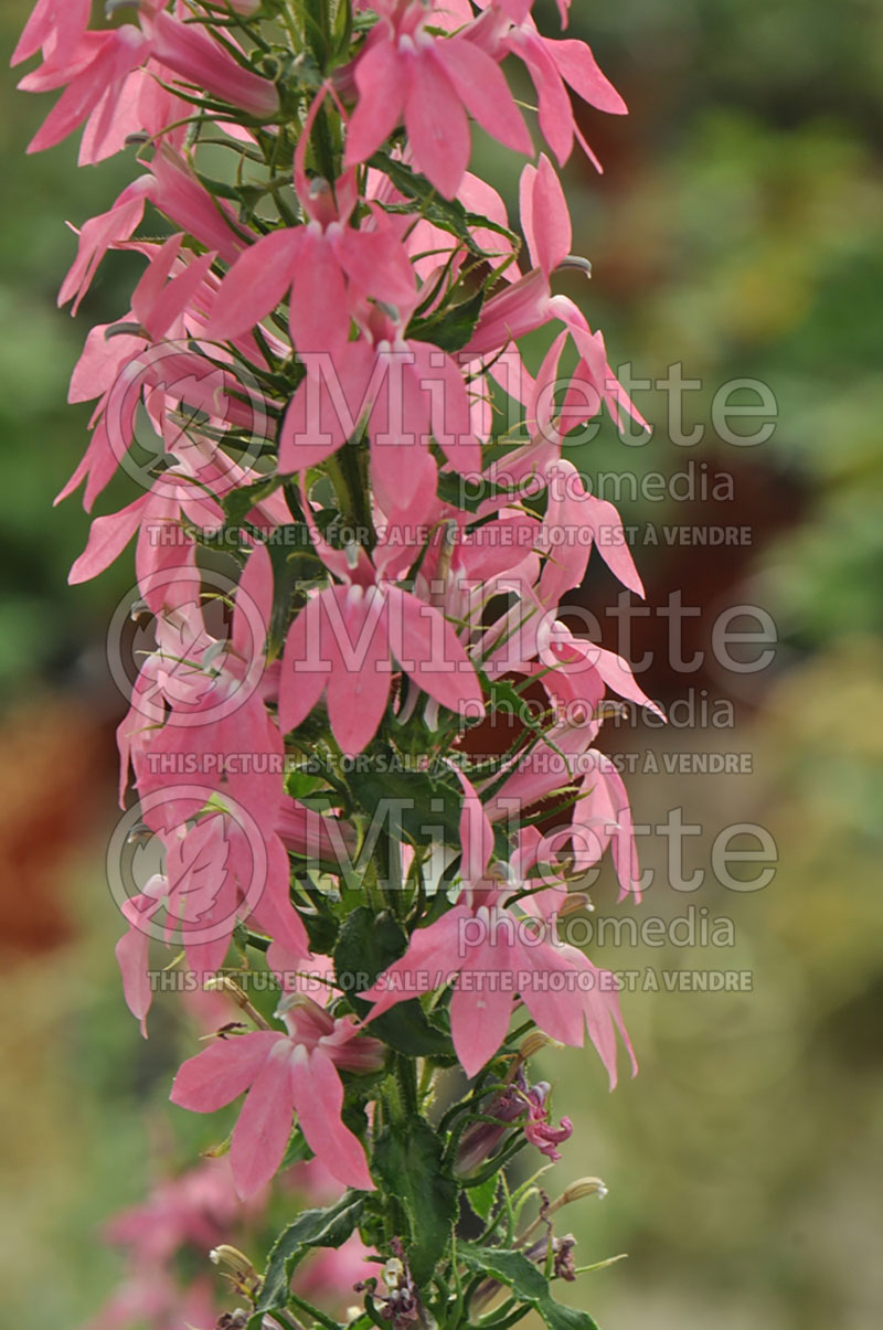 Lobelia Monet Moment  (Cardinal Flower)  1 