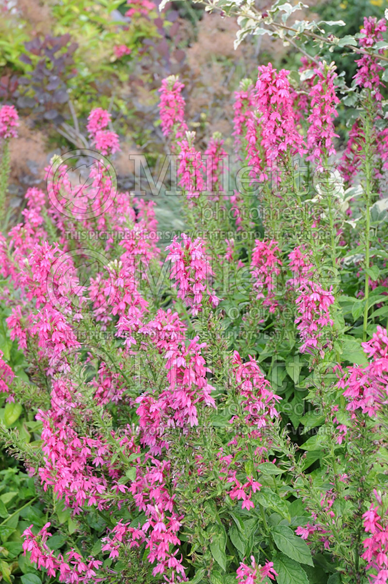 Lobelia Monet Moment  (Cardinal Flower)  2 