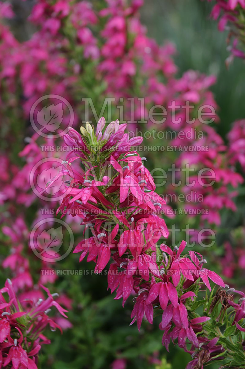 Lobelia Monet Moment  (Cardinal Flower)  3 