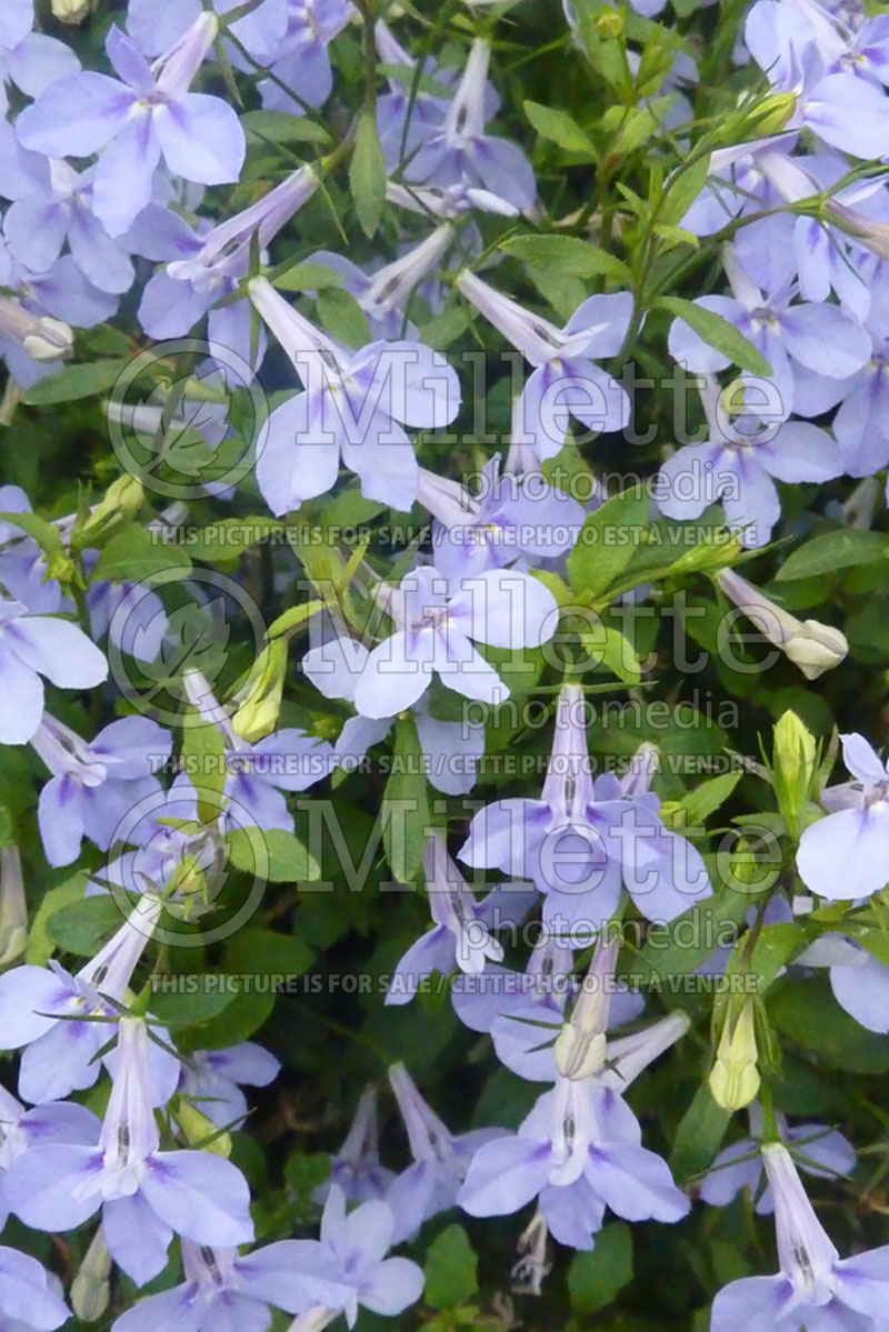 Lobelia Nautica Blue Skies (Lobelia) 1 