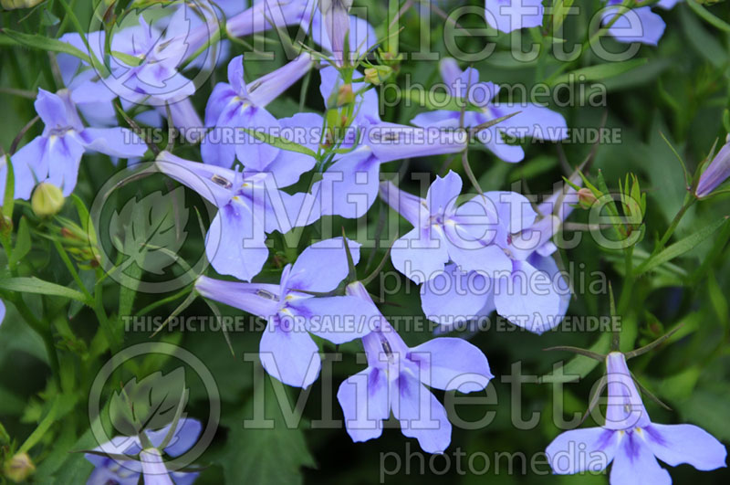 Lobelia Nautica Blue Skies (Lobelia) 3 