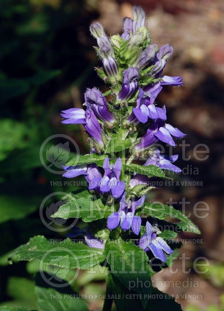 Lobelia Blue Select (Cardinal Flower) 1 