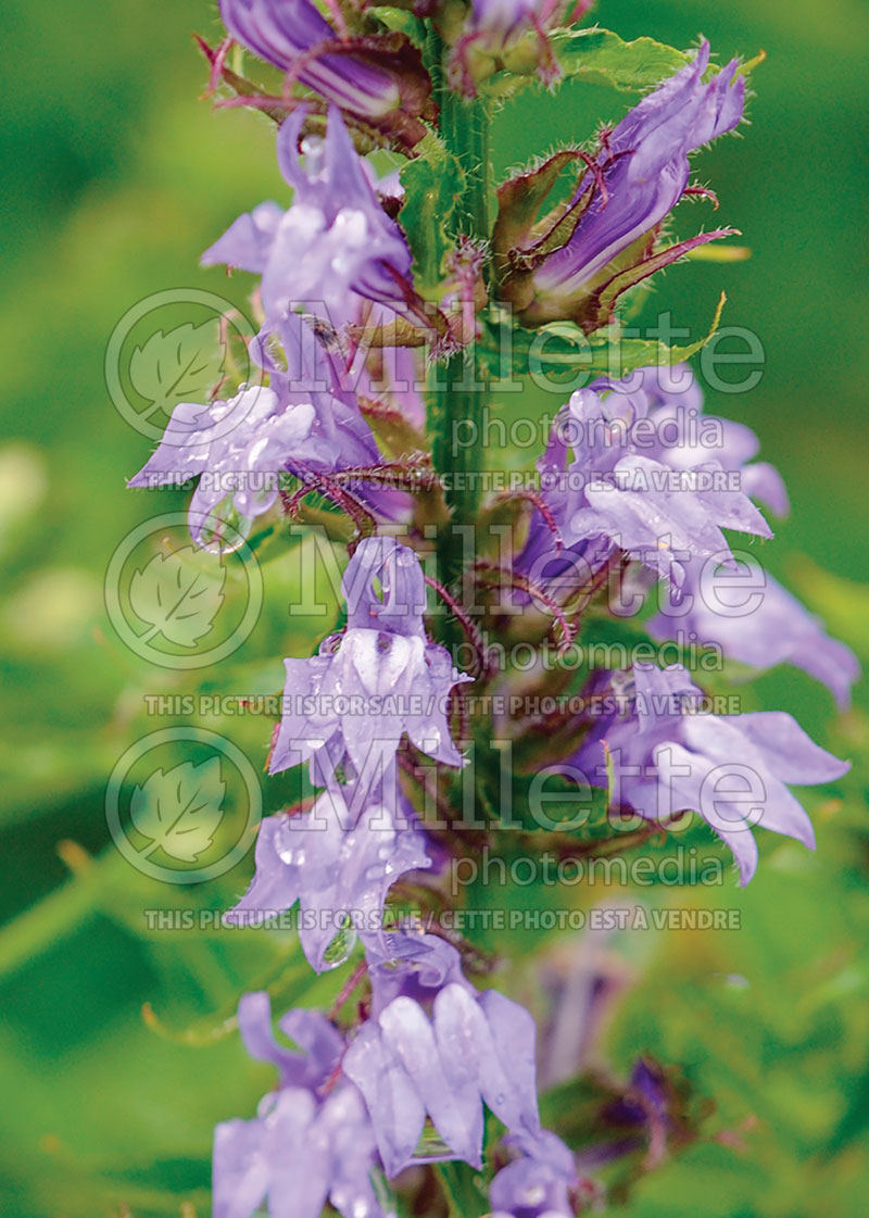 Lobelia Great Blue (Cardinal Flower) 1 