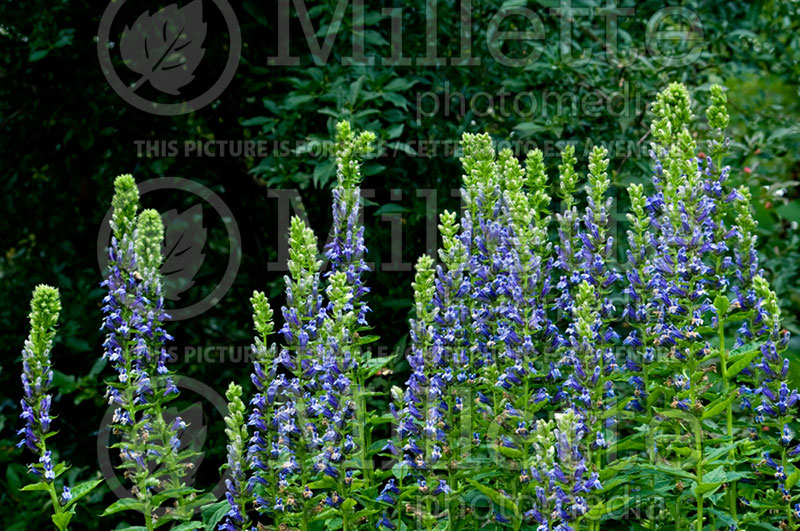 Lobelia siphilitica (Great Blue Lobelia) 1