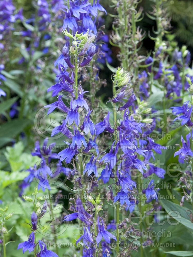 Lobelia Fan Blue (Cardinal Flower) 6 