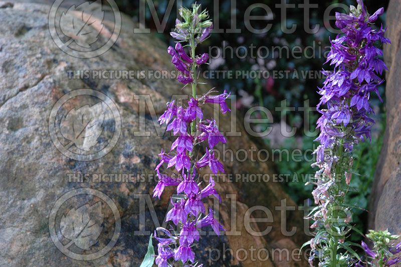 Lobelia Fan Blue (Cardinal Flower) 1 