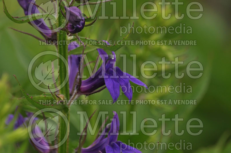 Lobelia Fan Blue (Cardinal Flower) 5 