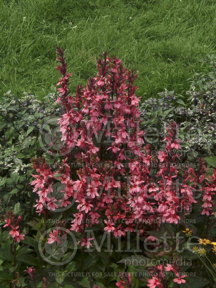 Lobelia Fan Salmon (Cardinal Flower) 3 