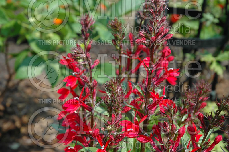 Lobelia Fan Scarlet (Cardinal Flower) 4 