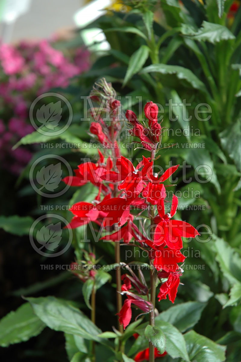 Lobelia Fan Scarlet (Cardinal Flower) 1 