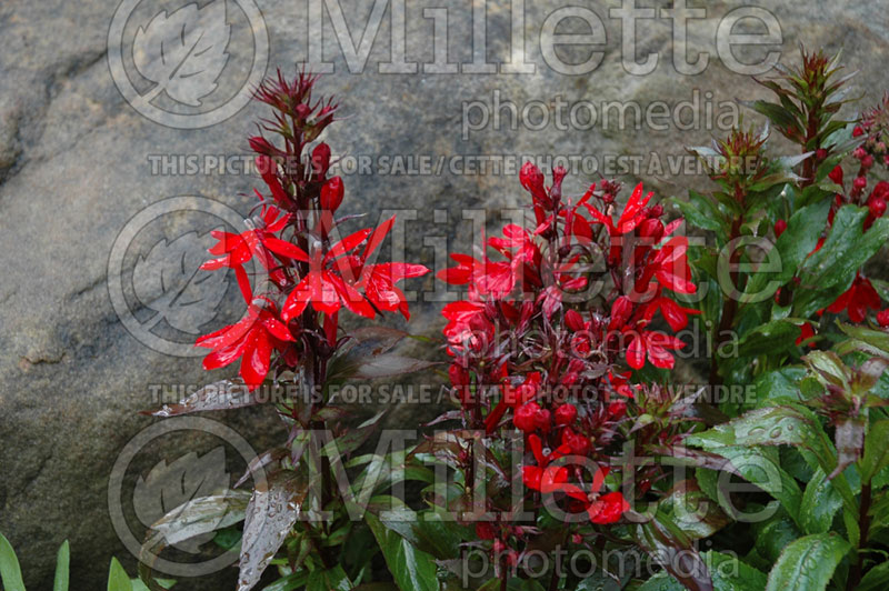 Lobelia Fan Scarlet (Cardinal Flower) 2 