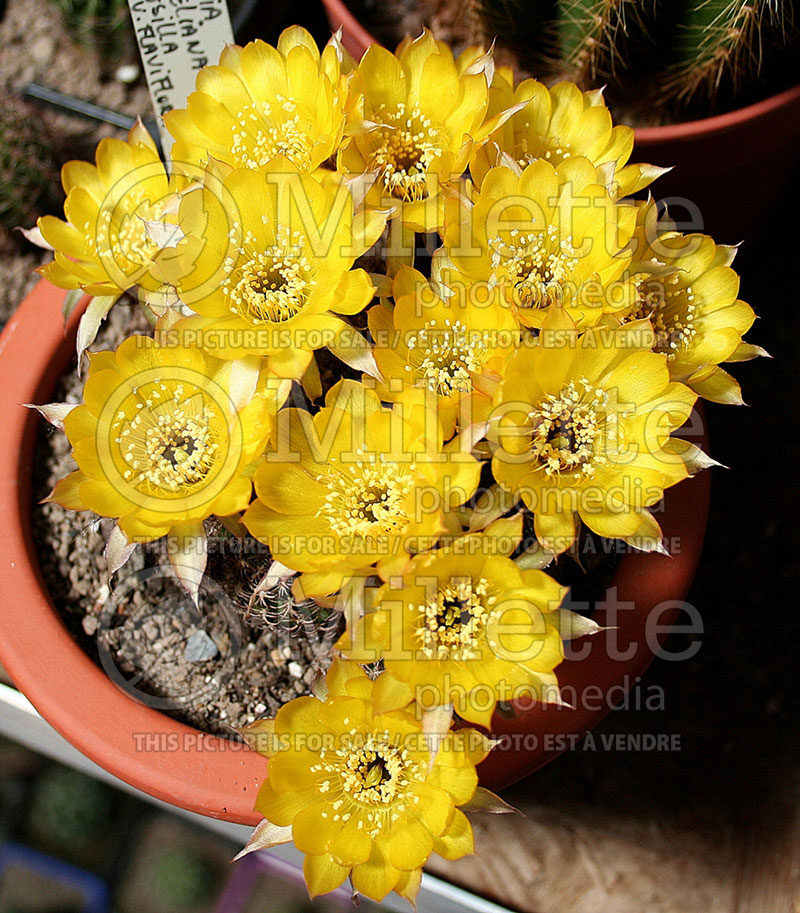 Lobivia tiegeliana v. flaviflora (Lobivia Cactus) 1 