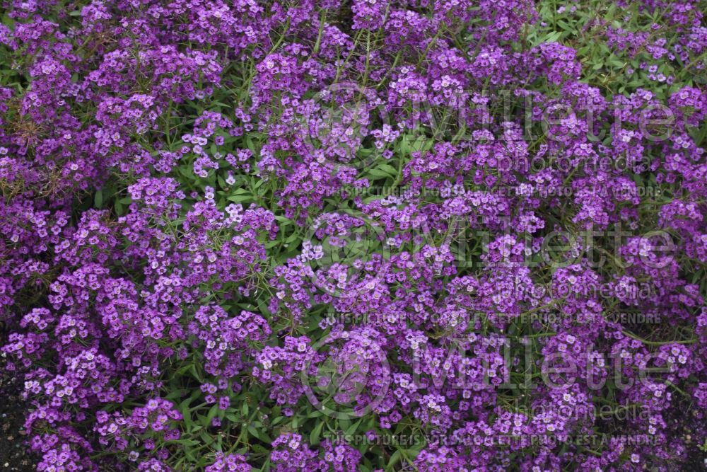 Lobularia Violet Knight (Alyssum) 2