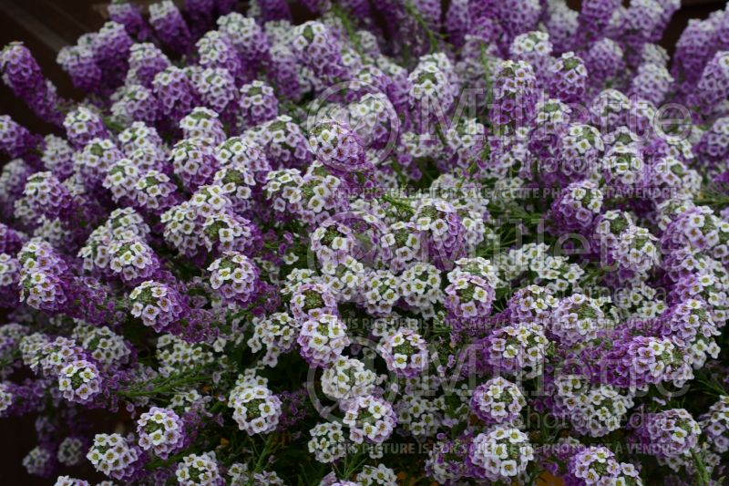 Lobularia Deep Lavender Stream (Alyssum) 1 