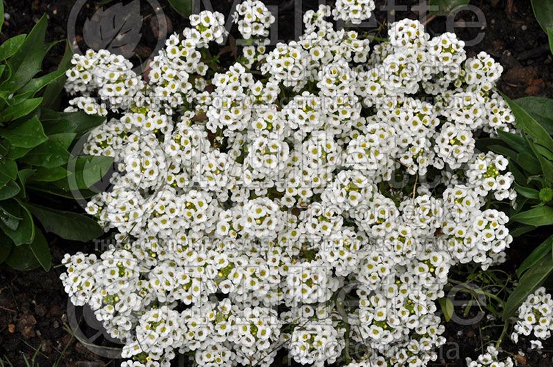 Lobularia Snow Crystals (Sweet alyssum)  1