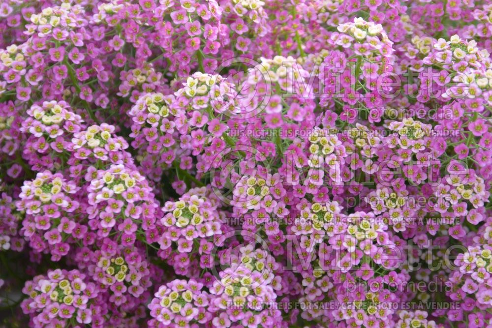 Lobularia Raspberry Stream (Alyssum) 2 