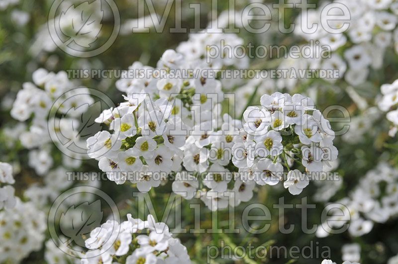 Lobularia Snow Princess (Sweet alyssum)  3