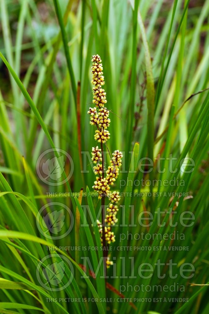 Lomandra Breeze (Dwarf Mat Rush) 1  