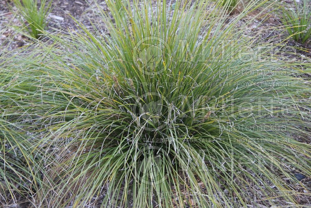 Lomandra Breeze (Dwarf Mat Rush) 2  