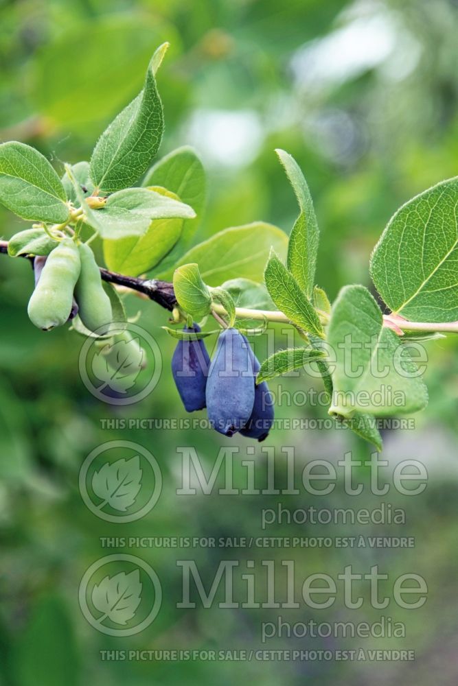 Lonicera Berry Blue (Edible Honeysuckle honeyberry) 3