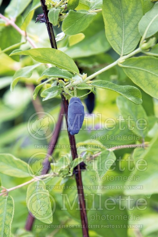 Lonicera Cinderella (Edible Honeysuckle honeyberry Haskap) 1