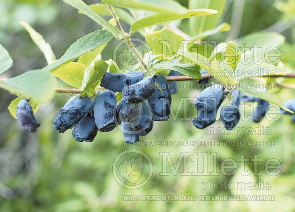 Lonicera Tundra (Edible Honeysuckle honeyberry Haskap) 1