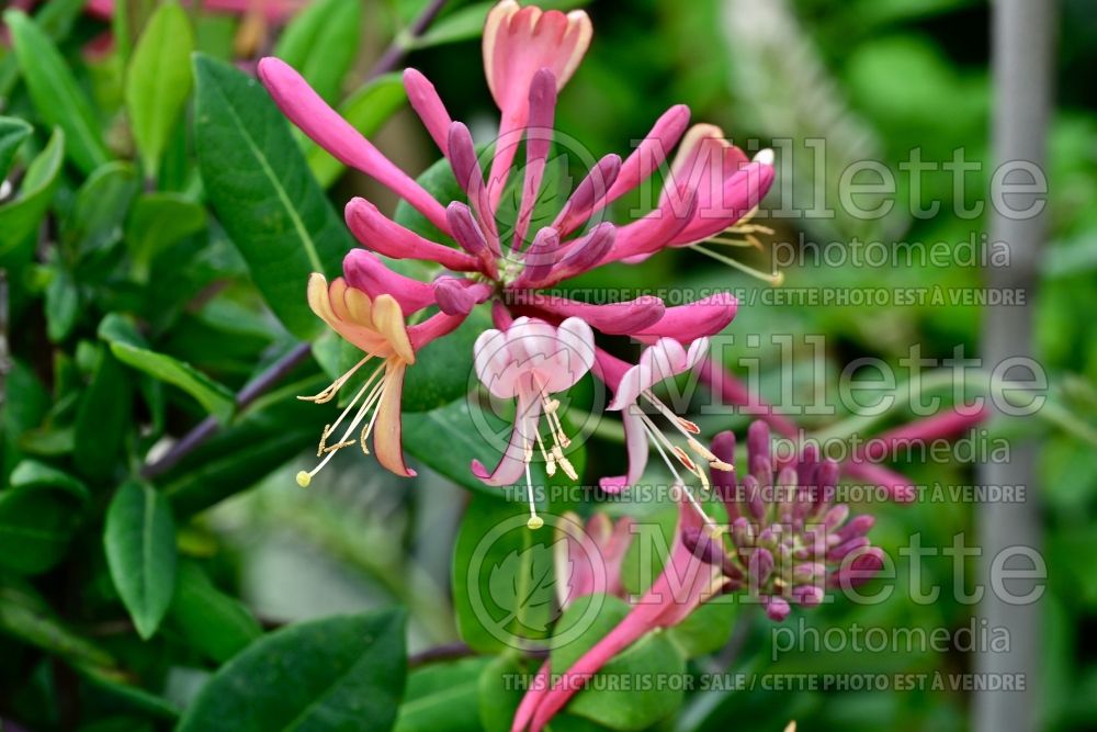 Lonicera Gold Flame (Edible Honeysuckle honeyberry) 1