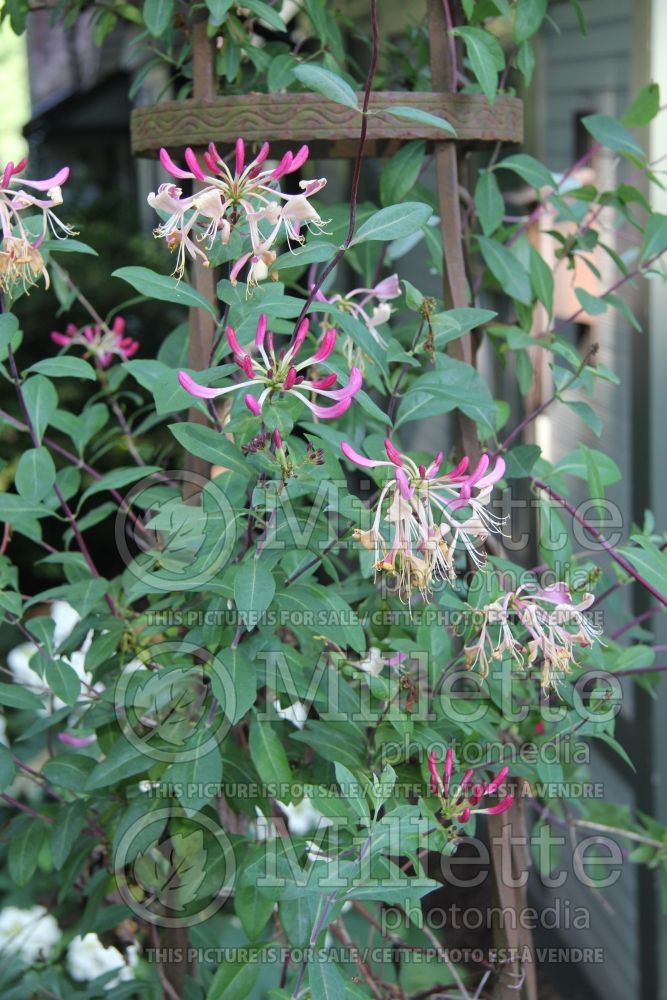 Lonicera Serotina (Honeysuckle honeyberry) 1 