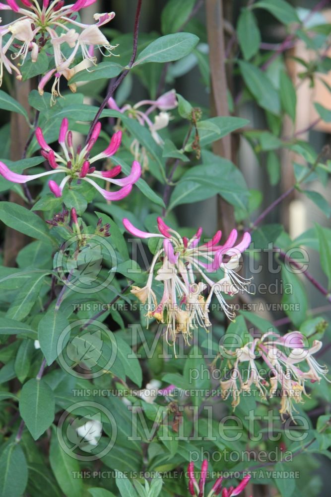 Lonicera Serotina (Honeysuckle honeyberry) 2 