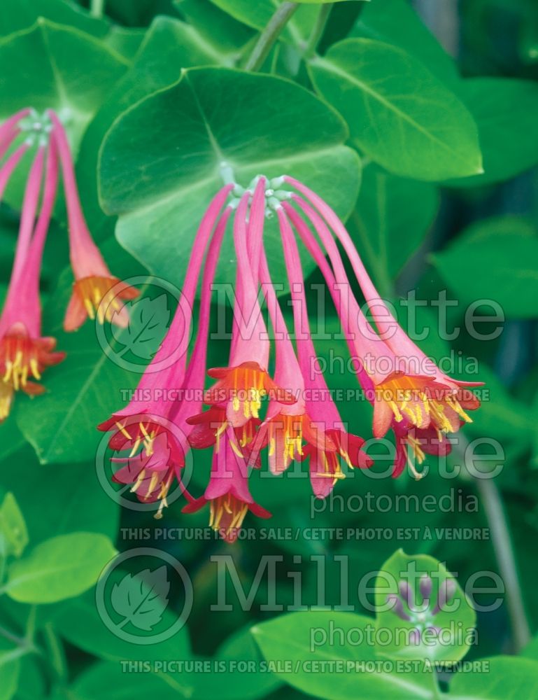 Lonicera sempervirens (Edible Honeysuckle honeyberry) 1