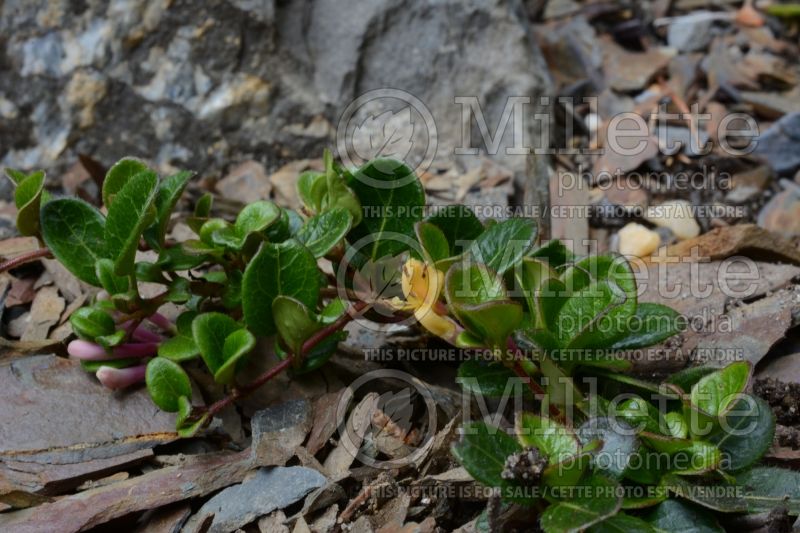 Lonicera Batalin (Edible Honeysuckle honeyberry Haskap) 1