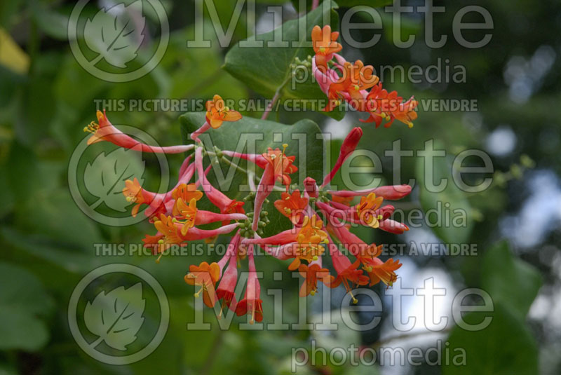 Lonicera Dropmore Scarlet (Edible Honeysuckle honeyberry) 1  