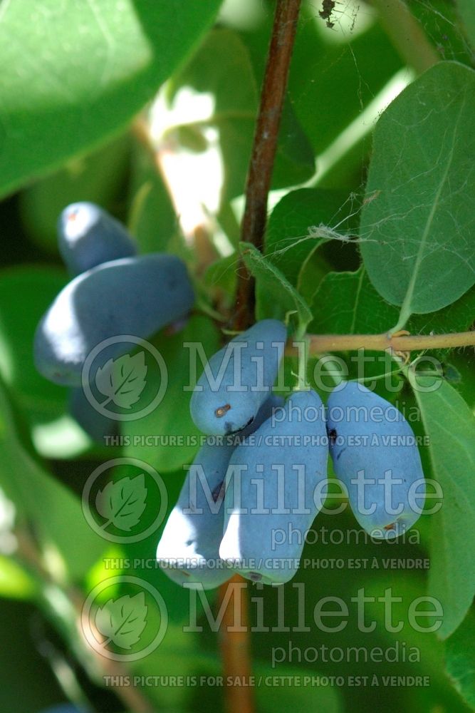 Lonicera caerulea var. edulis (Edible Honeysuckle honeyberry Haskap) 2