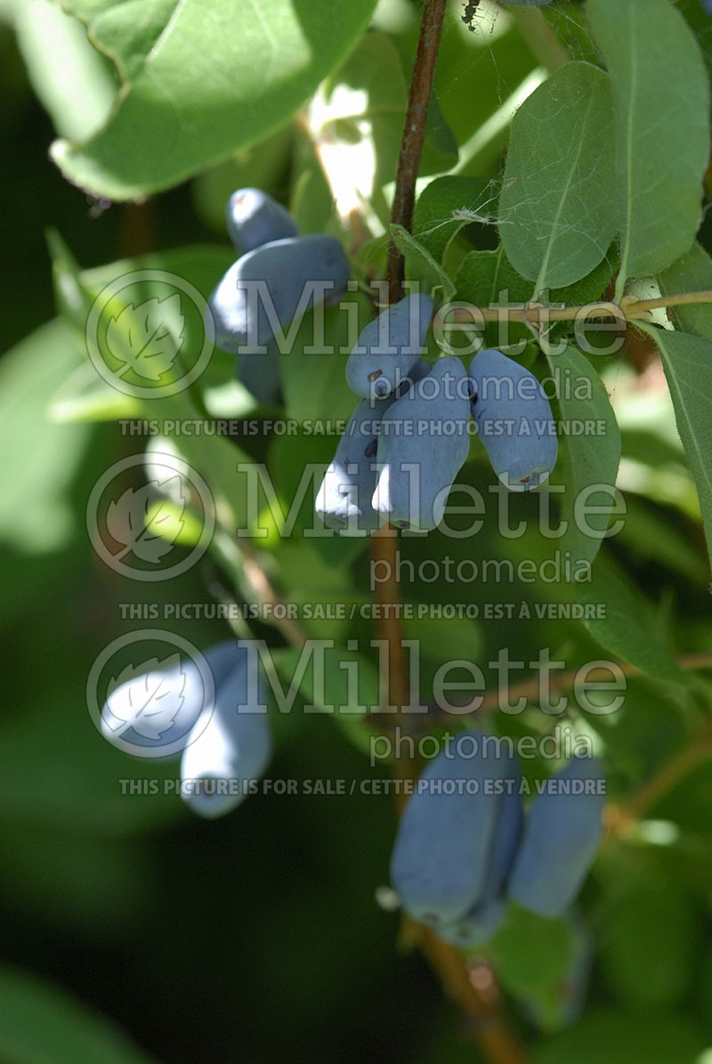 Lonicera caerulea var. edulis (Edible Honeysuckle honeyberry Haskap) 3