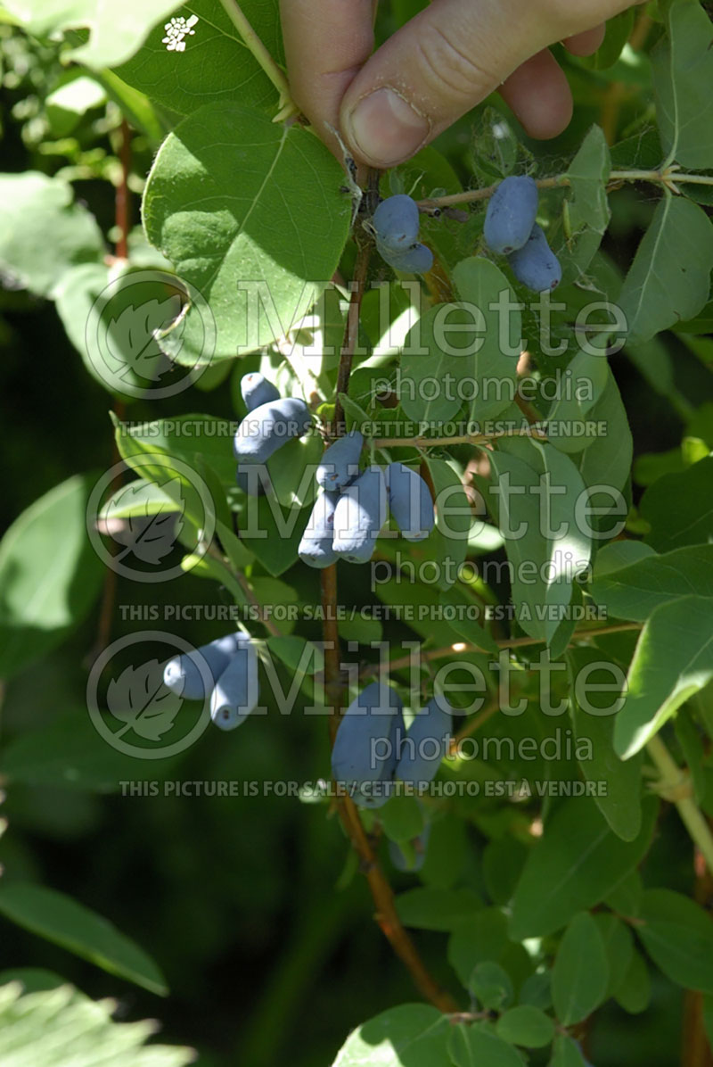 Lonicera caerulea var. edulis (Edible Honeysuckle honeyberry Haskap) 1  