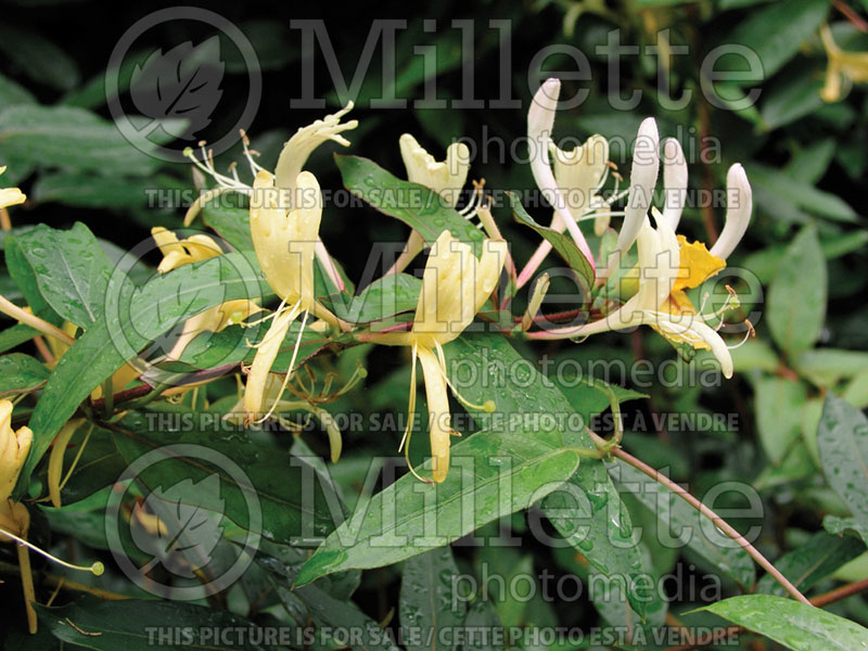 Lonicera Halliana (Edible Honeysuckle honeyberry) 1 