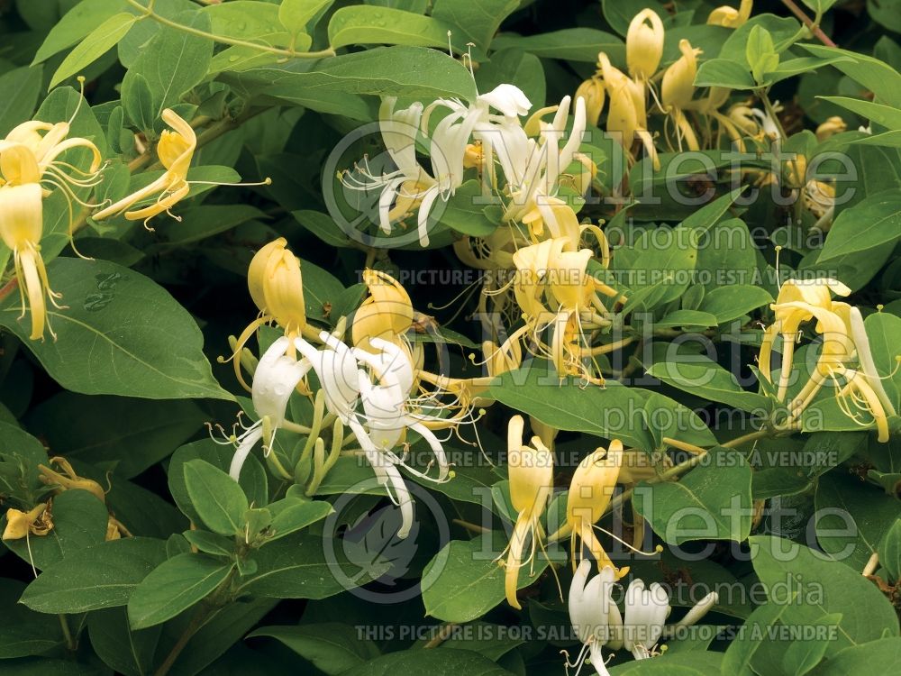 Lonicera Halliana (Edible Honeysuckle honeyberry) 2 