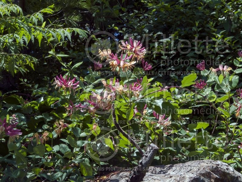 Lonicera heckrottii (Edible Honeysuckle honeyberry) 1 