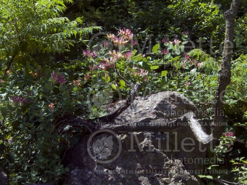 Lonicera heckrottii (Edible Honeysuckle honeyberry) 3 