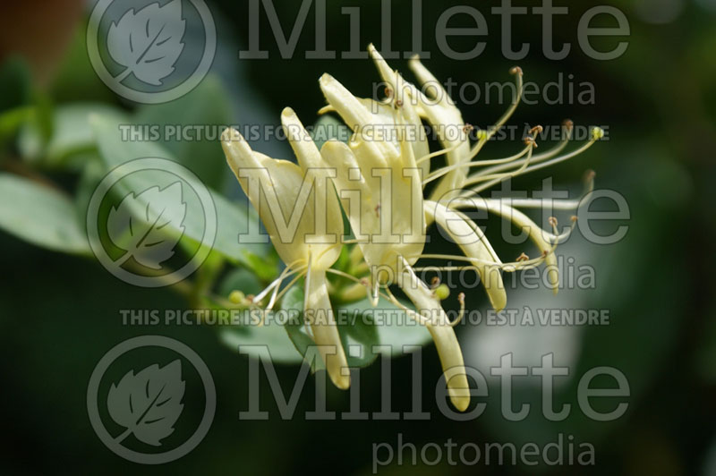 Lonicera Halliana (Edible Honeysuckle honeyberry) 3 