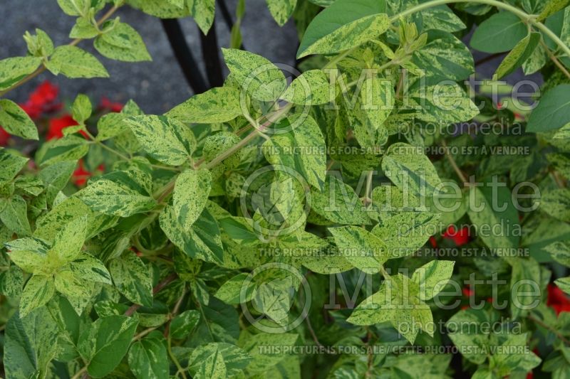 Lonicera Mint Crisp (Honeysuckle) 2 