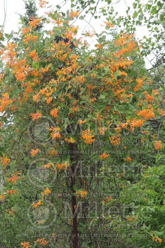 Lonicera Mandarin (Edible Honeysuckle honeyberry) 6 