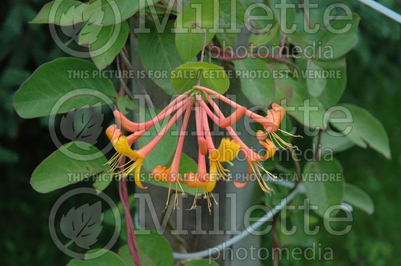 Lonicera Mandarin (Edible Honeysuckle honeyberry) 2 