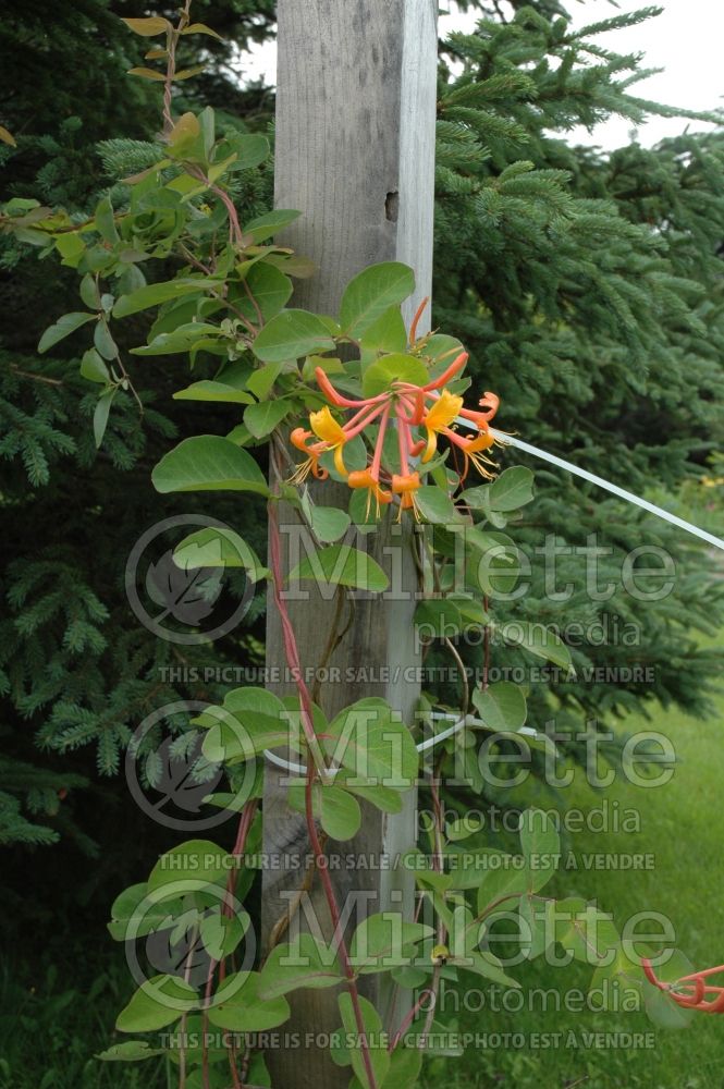 Lonicera Mandarin (Edible Honeysuckle honeyberry) 3 