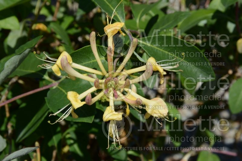 Lonicera Berries Jubilee or Monul (Honeysuckle honeyberry) 1 