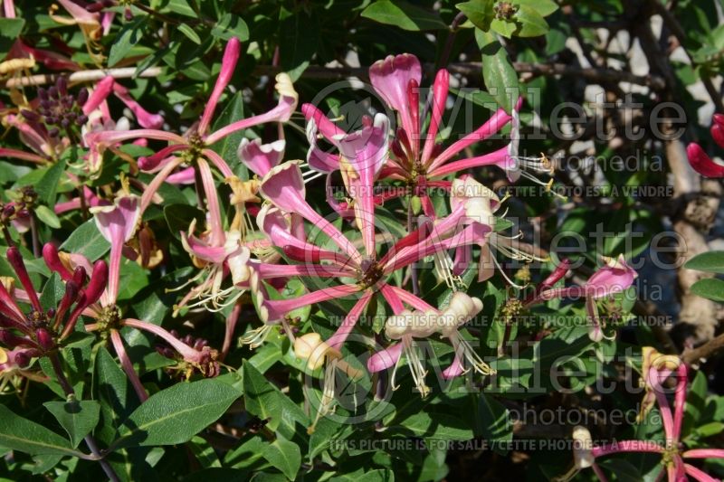 Lonicera Honeybush (Honeysuckle honeyberry) 1 