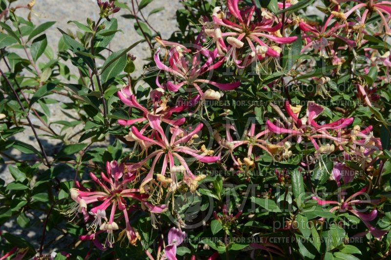 Lonicera Honeybush (Honeysuckle honeyberry) 2 