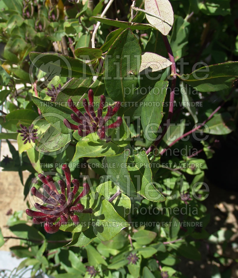 Lonicera Winchester (Edible Honeysuckle honeyberry) 1 