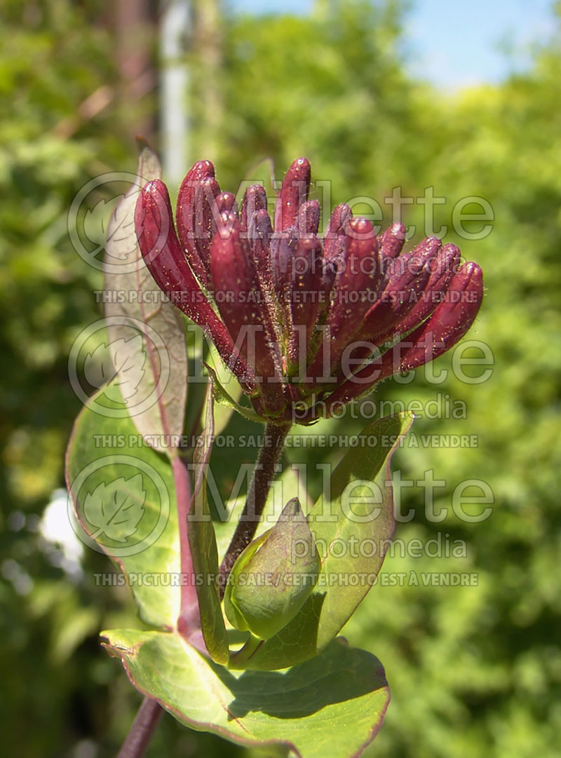 Lonicera Winchester (Edible Honeysuckle honeyberry) 3 